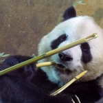PANDABEER PANDABEER