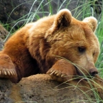 GRIZZLYBEER GRIZZLYBEER