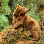 GRIZZLYBEER GRIZZLYBEER