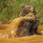 GRIZZLYBEER GRIZZLYBEER