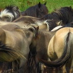 KONIKPAARDEN KONIKPAARDEN