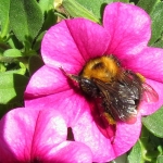 HOMMEL HOMMEL