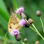BRUIN ZANDOOGJE BRUIN ZANDOOGJE
