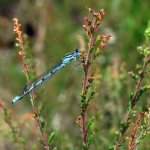 BLAUWE AZUURJUFFER BLAUWE AZUURJUFFER