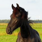 PAARD PORTRET PAARD PORTRET