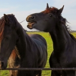 PAARDEN EEMPOLDER PAARDEN EEMPOLDER