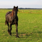 PAARD EEMPOLDER PAARD EEMPOLDER