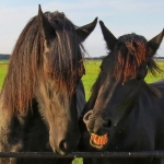 PAARDEN EEMPOLDER PAARDEN EEMPOLDER