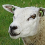 SCHAAP SCHAAP