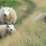 SCHAPEN SCHAPEN