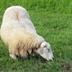 SCHAAP SCHAAP
