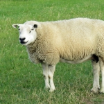 SCHAAP SCHAAP