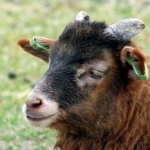 SCHAAP SCHAAP