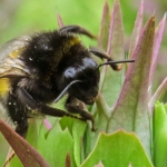 HOMMEL HOMMEL