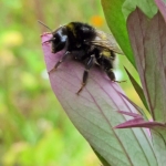 HOMMEL HOMMEL