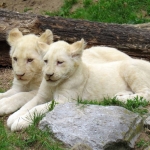 WITTE LEEUWWELPEN WITTE LEEUWWELPEN