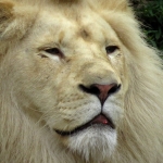 WITTE LEEUW WITTE LEEUW