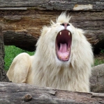 WITTE LEEUW WITTE LEEUW