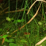 GROENE KIKKERS GROENE KIKKERS