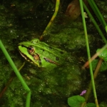 GROENE KIKKER GROENE KIKKER