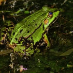 GROENE KIKKER GROENE KIKKER