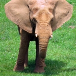 OLIFANT OLIFANT