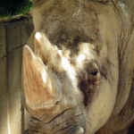 NEUSHOORN NEUSHOORN