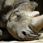 NEUSHOORN NEUSHOORN
