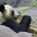 PANDABEER PANDABEER