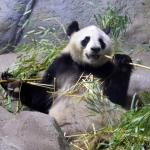 PANDABEER PANDABEER