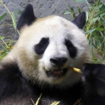 PANDABEER PANDABEER