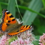 KLEINE VOS KLEINE VOS