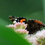 ATALANTA ATALANTA