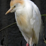 KOEREIGER KOEREIGER