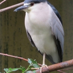 KWAK KWAK