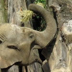 OLIFANT OLIFANT