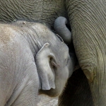 OLIFANT OLIFANT