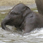 OLIFANT OLIFANT