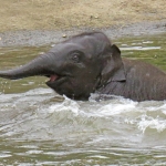 OLIFANT OLIFANT