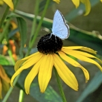 BOOMBLAUWTJE BOOMBLAUWTJE