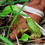 GROEN KIKKERTJE GROEN KIKKERTJE