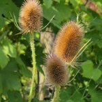 KAARDENBOL KAARDENBOL