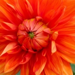 DAHLIA DAHLIA