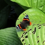 ATALANTA ATALANTA