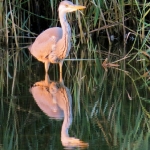 REIGER IN DE AVONDZON REIGER IN DE AVONDZON