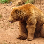 GRIZZLYBEER GRIZZLYBEER