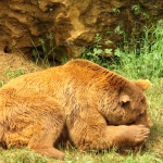 GRIZZLYBEER GRIZZLYBEER