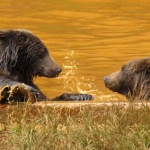 GRIZZLYBEREN GRIZZLYBEREN