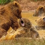 GRIZZLYBEREN GRIZZLYBEREN