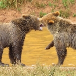 GRIZZLYBEREN GRIZZLYBEREN